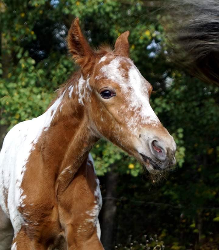 Appaloosa Foals @Chexys Farm, Czech Republic